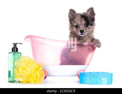 Sehr niedliche blaue Merle Mischrasse Pomerian / Boomer Welpe, sitzt in rosa Puppenbad mit Seife und Schwamm. Blick auf die Kamera mit glänzenden dunklen Augen. Stockfoto