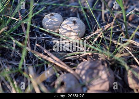 Reife Puffball Pilze wachsen im Wald Stockfoto