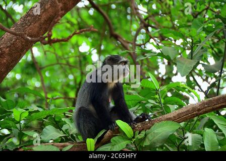 Der blaue Affe oder Diademenaffe (Cercopithecus mitis) am Ast im Lake Manyara Nationalpark, Tansania, Afrika Stockfoto