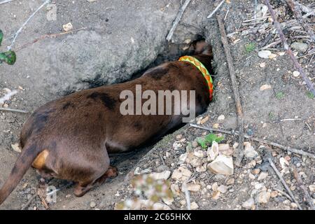 Dackel, der in einen Dachsbau schaut Stockfoto