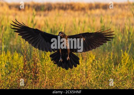 rabe spreizte seine Flügel fliegt über das Feld Stockfoto