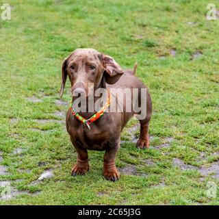 Monty, der Dackel Stockfoto