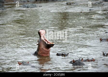 Hippo Schule am Seronera Fluss. Riesiges männliches Nilpferd (Hippopotamus amphibius), das in einem Wasser im Serengeti Nationalpark Tansania, Afrika, gähnt Stockfoto