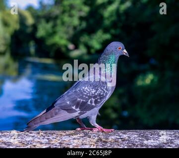 Hohltaube Stockfoto