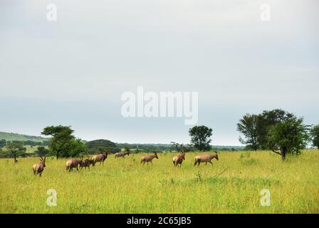 Herde von Antilopen Topi grasen auf der Ebene im Serengeti Nationalpark in der Morgendämmerung. Tansania, Afrika Stockfoto