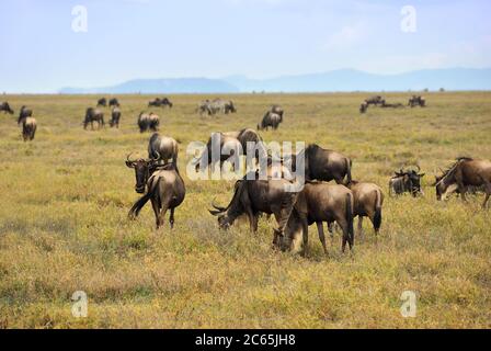 Wildbeestes Antilopen in der Savanne Serengeti im Morgengrauen, Tansania während der Großen Wanderung. Afrika Stockfoto