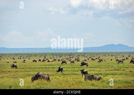 Wildbeestes Antilopen in der Savanne Serengeti im Morgengrauen, Tansania während der Großen Wanderung. Afrika Stockfoto