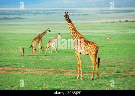 Giraffe auf Wiese in Ngorongoro, Tansania Stockfoto