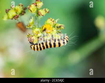 Cinnabar Moth Raupe (Tyria jacobaeae) auf Ragwürz Stockfoto