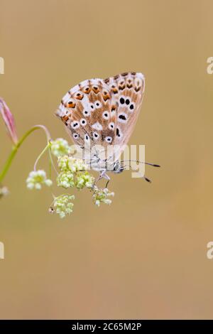 Weibliche Kreide-Hügel Blau, Polyommatus coridon Stockfoto