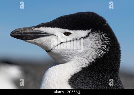 Kinnriemen Pinguin (Pygoscelis antarctica) auf Signy Island, Krönungsinsel, Antarktis Stockfoto