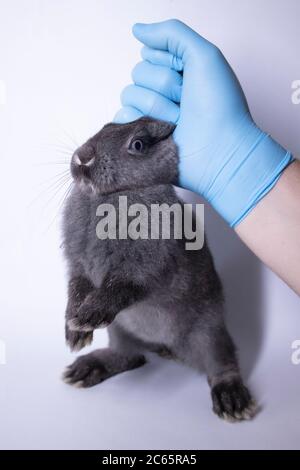 Eine Hand in einem medizinischen Handschuh hält ein graues Kaninchen. Veterinär, Experimente Konzept. Stockfoto