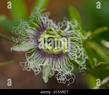 Nahaufnahme der passiflora edulis maracuja Blume Stockfoto