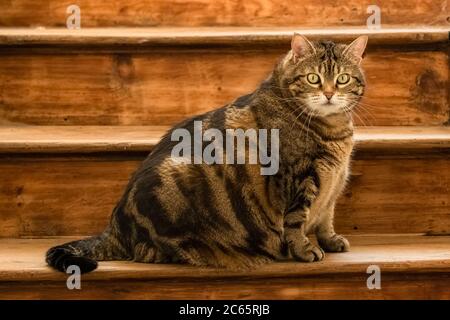 Eine schöne fette Katze auf der Treppe, lustiges Tier EINE schöne fette Katze auf der Treppe, lustiges Tier Stockfoto