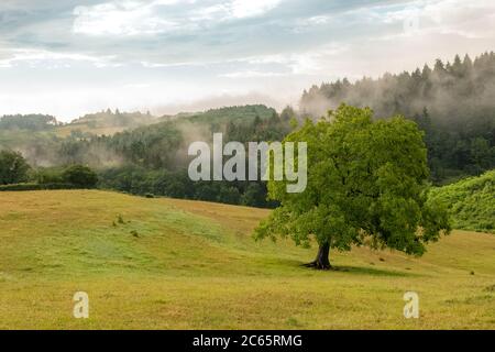 Morgendämmerung in der Kampagne in Burgund, mit Nebel auf den Feldern Stockfoto