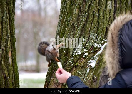 Frau füttert im Winter ein Eichhörnchen auf einem Baum. Stockfoto