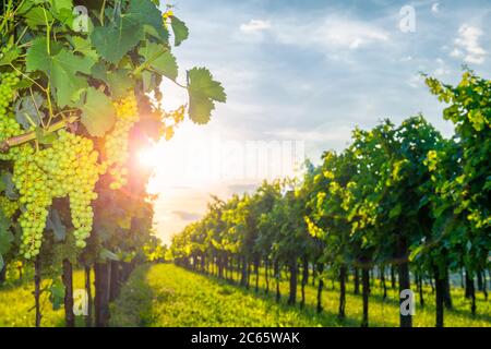 Weinberge des Vipava-Tals, Slowenien bei Sonnenuntergang. Abend in slowenischer Landschaft. Reife Weintrauben. Selektiver Fokus auf den Vordergrund. Vipava vall Stockfoto