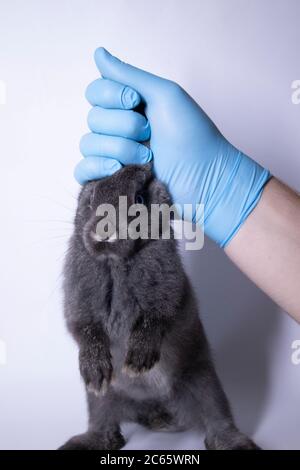 Eine Hand in einem medizinischen Handschuh hält ein graues Kaninchen. Veterinär, Experimente Konzept. Stockfoto