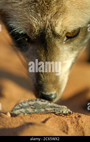 Bat-eared Fox (Otocyon Megalotis) Stockfoto