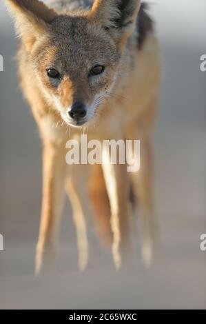 Schwarzrückenschakal (Canis mesomelas) Tsau //Khaeb National Park (ehemals Sperrgebiet NP), Namibia Stockfoto