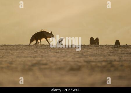 Braune Hyäne (Parahyena brunnea oder Hyena brunnea), Tsau //Khaeb National Park (ehemals Sperrgebiet NP), Namibia Stockfoto