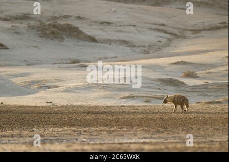 Braune Hyäne (Parahyena brunnea oder Hyena brunnea), Tsau //Khaeb National Park (ehemals Sperrgebiet NP), Namibia Stockfoto