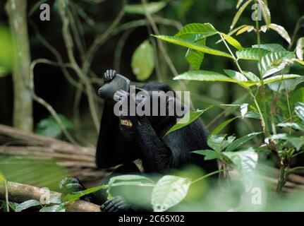 Celebes crested macaque (Macaca nigra) Blick auf sich selbst im Spiegel. Sulawesi Stockfoto