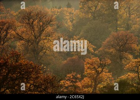 Englischer Eichenbaum (Quercus robur) Waldland in Herbstfarben, Reinhardswald, Hessen, Deutschland Stockfoto