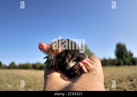 Europäischer Maulwurf (Talpa Europaea) Stockfoto