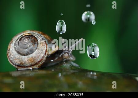 Kopfenschnecke (Arianta arbustorum), Regentropfen, Nationalpark hohe Tauern in Österreich Stockfoto