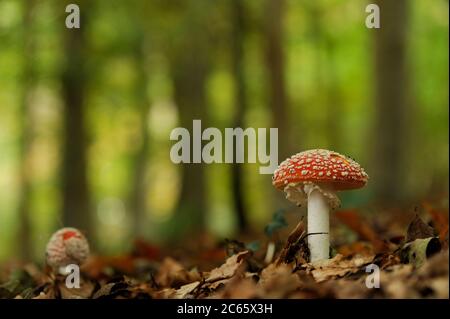 Fliegen Sie Agarie oder fliegen Sie Amanita (Amanita muscaria) im Buchenwald, Kiel, Deutschland Stockfoto