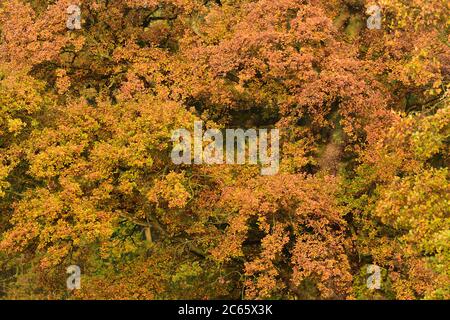 Englischer Eichenwald (Quercus robur) in Herbstfarben, Biosphärenreservat Niedersächsische Elbtalaue, Deutschland Stockfoto