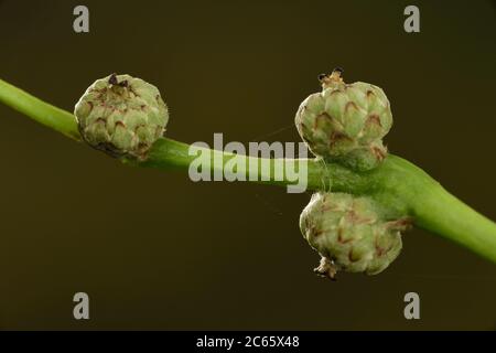 Englische Eiche (Quercus robur) Eicheln entwickeln sich, Biosphärenreservat Niedersächsische Elbtalaue, Niedersachsen, Deutschland, Juni Stockfoto