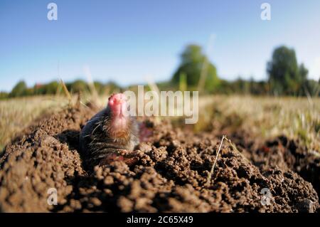 Europäischer Maulwurf (Talpa europaea) in seinem Maulwurfshügel Stockfoto