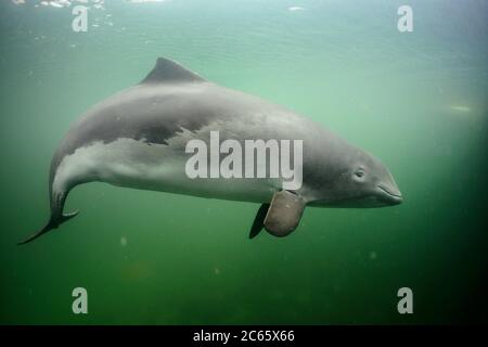 Schweinswal (Phocoena phocoena) Fjord&Bælt, Kerteminde Dänemark Stockfoto