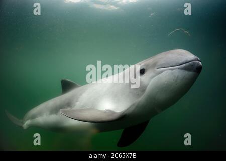 Schweinswal (Phocoena phocoena) Fjord&Bælt, Kerteminde Dänemark Stockfoto