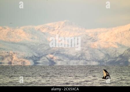 Orca oder Killerwal (Orcinus Orca) Wadenspieß bei Sonnenaufgang, schneebedeckte Lofoten Berge im Hintergrund Stockfoto