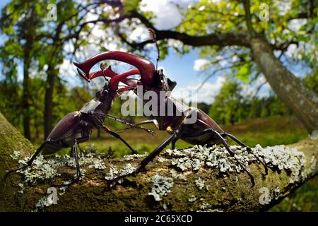 Sequenz 4/6 - Rivalen Hirschkäfer (Lucanus cervus) zwei Männchen mit aggressivem Verhalten am Eichenzweig, Biosphärenreservat Niedersächsische Elbtalaue, Deutschland Stockfoto