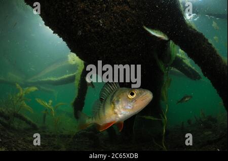 Barsch (Perca fluviatilis) See Stechlin, Deutschland Stockfoto