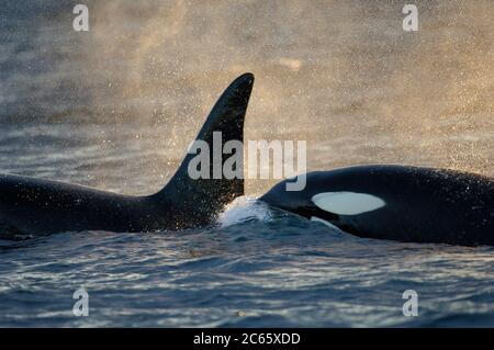 Orca oder Killer Wal (Orcinus Orca) füttern auf Hering im Tysfjord-Gebiet (Norwegen). Männliche Orcas wachsen bis zu 7 m, während Weibchen eine Länge von 5 m haben, Stockfoto