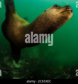 Südliche Seelöwen (Otaria flavescens) Comau Fjord, Patagonien, Chile Stockfoto