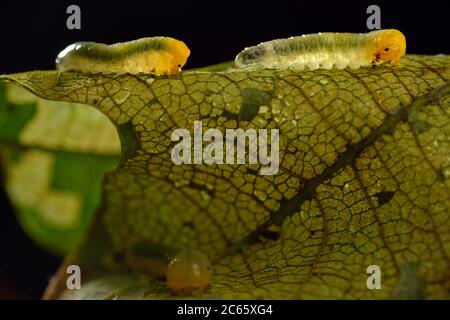 Kleine Lindenblattwespe (Caliroa annulipes), Pflanzenwespe, Biosphärenreservat Niedersächsische Elbtalaue, Niedersachsen, Deutschland Stockfoto