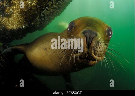 Südliche Seelöwen (Otaria flavescens) Comau Fjord, Patagonien, Chile Stockfoto