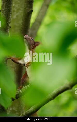 Subadulte eurasische Rothörnchen (Sciurus vulgaris), Deutschland, Kiel Stockfoto