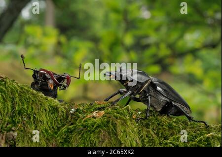 Hirschkäfer (Lucanus cervus) Männchen und Weibchen während der Balz, Biosphärenreservat Niedersächsische Elbtalaue, Niedersachsen, Deutschland Stockfoto