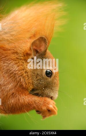 Subadulte eurasische Rothörnchen (Sciurus vulgaris), Deutschland, Kiel Stockfoto