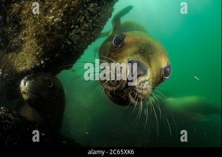 Südliche Seelöwen (Otaria flavescens) Comau Fjord, Patagonien, Chile Stockfoto