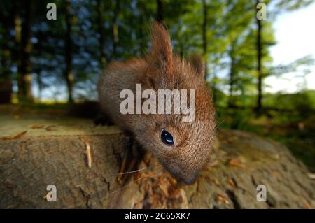 Subadulte eurasische rote Eichhörnchen (Sciurus vulgaris) Stockfoto