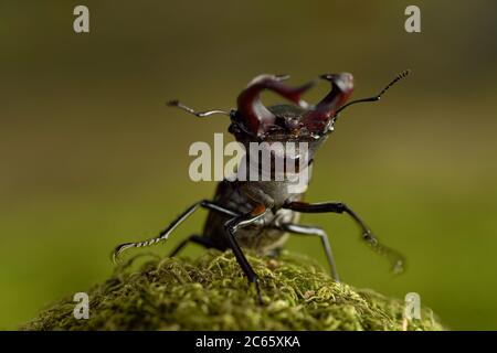 Hirschkäfer (Lucanus cervius) Männchen auf Eiche, Elbe, Deutschland, Juni Stockfoto