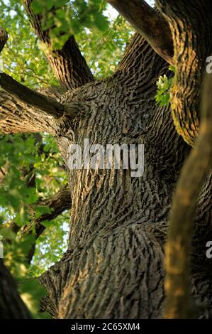 Stamm einer alten Eiche (Quercus petraea) im Nationalpark Sächsische Schweiz, Europa, Mitteleuropa, Deutschland Stockfoto